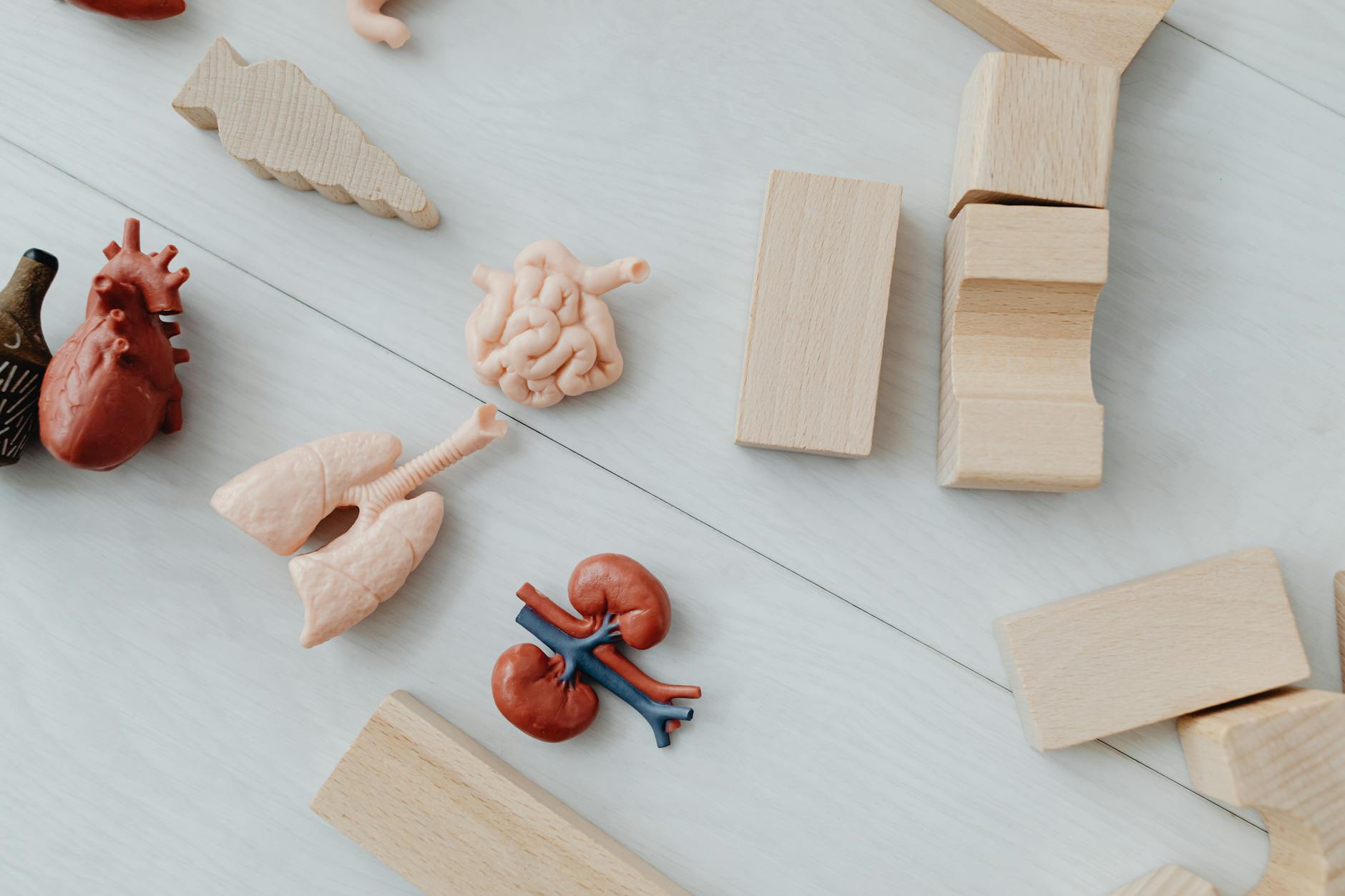 Zabawki anatomiczne i drewniane klocki edukacyjne w zbliżeniu